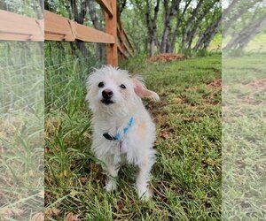 Mutt Dogs for adoption in Greenwood Village, CO, USA