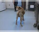 Small American Bulldog Mix
