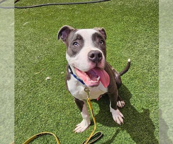 Medium Photo #1 Mutt Puppy For Sale in Las Vegas, NV, USA