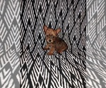 Puppy 1 Yorkshire Terrier
