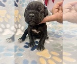 Small Photo #10 Cane Corso Puppy For Sale in LAVEEN, AZ, USA
