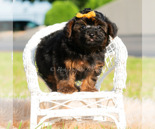 Medium Photo #2 Yorkipoo Puppy For Sale in WARSAW, IN, USA