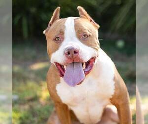 Mastiff-Unknown Mix Dogs for adoption in Camarillo, CA, USA