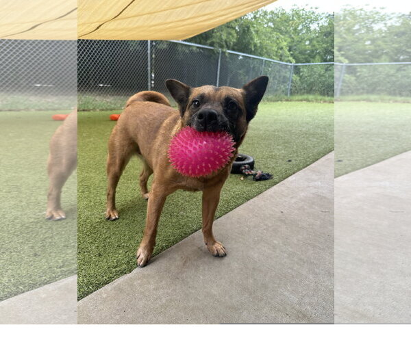 Medium Photo #2 Chow Chow Puppy For Sale in Denton, TX, USA
