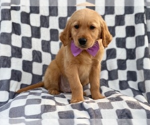 Golden Retriever Puppy for sale in LAKELAND, FL, USA