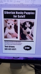 Siberian Husky Puppy for sale in VICKSBURG, MS, USA