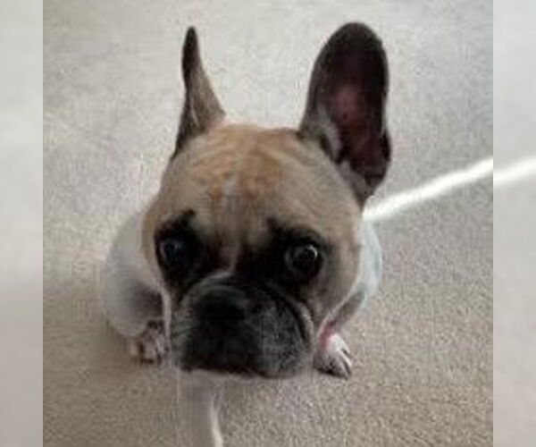 Medium Photo #2 Faux Frenchbo Bulldog Puppy For Sale in San Diego, CA, USA