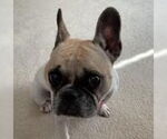 Small #1 Faux Frenchbo Bulldog