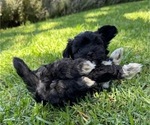Small #3 Havanese