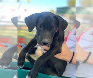BP Dew - Female Labrador Retriever-Unknown Mix Dog for Adoption - Photo #2