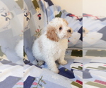 Small #8 Goldendoodle (Miniature)