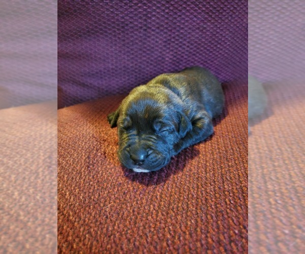 Medium Photo #2 Cane Corso Puppy For Sale in SPRINGFIELD, OH, USA