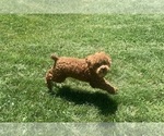 Small #8 Poodle (Miniature)