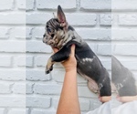 Small #6 French Bulldog