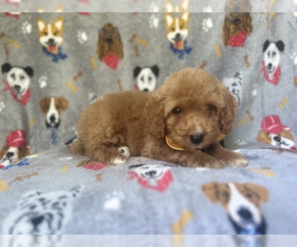 Medium Photo #8 Cavapoo Puppy For Sale in LAKELAND, FL, USA