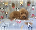 Small #7 Cavapoo