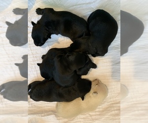 Scottish Terrier Puppy for sale in ATLANTIC BCH, SC, USA