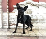Small #20 Mutt