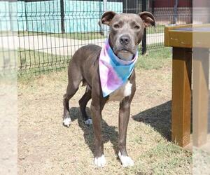 American Staffordshire Terrier-Unknown Mix Dogs for adoption in San Antonio, TX, USA