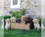 Small #1 Labrador Retriever
