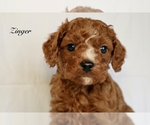 Cavapoo Puppy for Sale in PHOENIX, Arizona USA