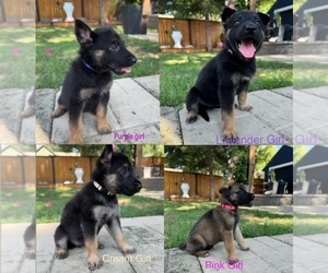 German Shepherd Dog Puppy for sale in ROELAND PARK, KS, USA