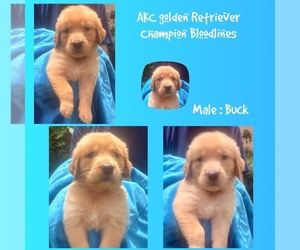 Golden Retriever Puppy for sale in SUGAR LAND, TX, USA