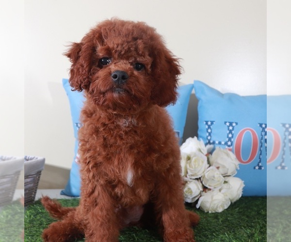 Medium Photo #2 Goldendoodle (Miniature) Puppy For Sale in MOUNT VERNON, OH, USA