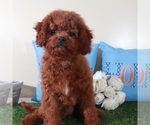 Small #1 Goldendoodle (Miniature)