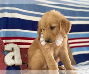 Golden Retriever Puppy for sale in LANCASTER, PA, USA