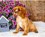 Small #4 Cavalier King Charles Spaniel