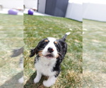 Puppy Purple Miniature Bernedoodle