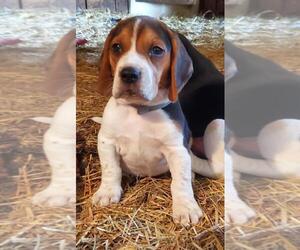 Beagle Puppy for sale in MACON, MO, USA