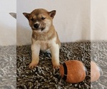 Small Photo #4 Shiba Inu Puppy For Sale in EDINA, MO, USA
