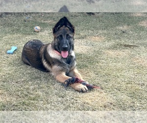 Malinois Puppy for sale in BAKERSFIELD, CA, USA
