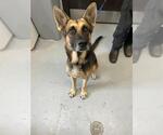 Small German Shepherd Dog Mix