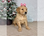 Small #2 Golden Retriever