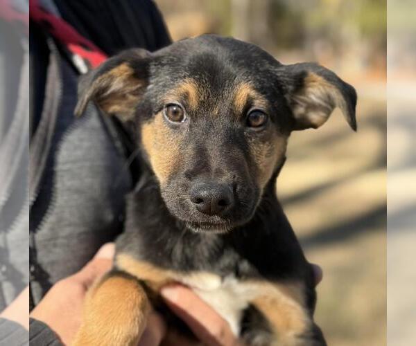 Medium Photo #1 Mutt Puppy For Sale in Yardley, PA, USA