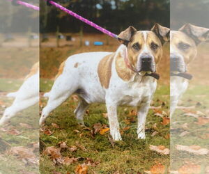 Red Heeler-Unknown Mix Dogs for adoption in Sparta, TN, USA