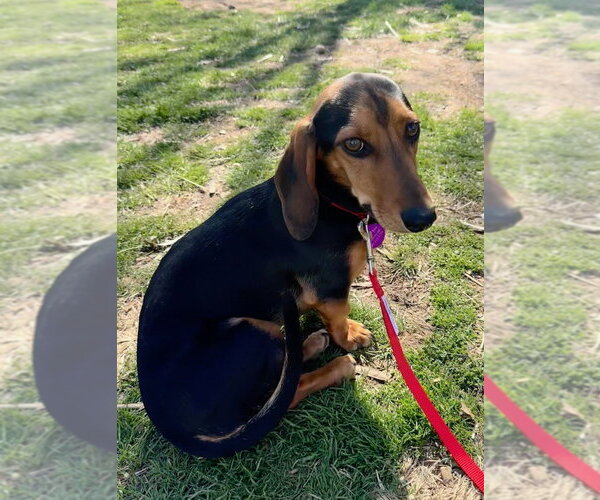 Medium Photo #3 Doxle Puppy For Sale in Greenbelt, MD, USA