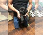 Small Photo #4 Cane Corso Puppy For Sale in RENO, NV, USA
