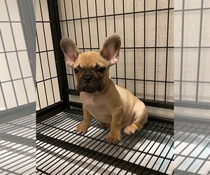 French Bulldog Puppy for sale in BAKERSFIELD, CA, USA