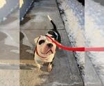 Small Photo #3 Bulldog-Unknown Mix Puppy For Sale in Louisville, KY, USA
