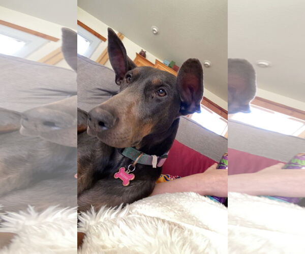 Medium Photo #3 Doberman Pinscher Puppy For Sale in Buffalo, MN, USA
