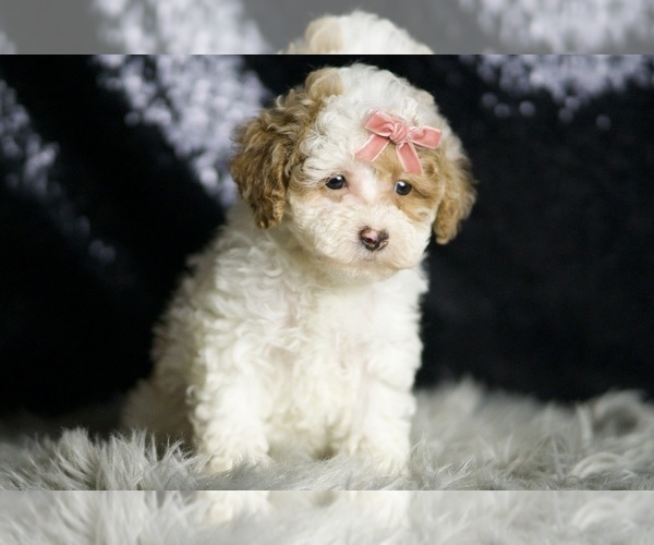Medium Photo #2 Maltipoo Puppy For Sale in WARSAW, IN, USA