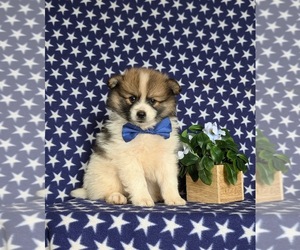 Pomeranian Puppy for sale in CHRISTIANA, PA, USA