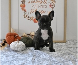 Faux Frenchbo Bulldog Puppy for sale in MILLERSBURG, OH, USA
