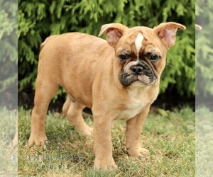 French Bulldog Puppy for sale in RONKS, PA, USA