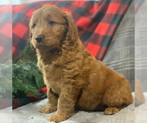 Goldendoodle-Poodle (Miniature) Mix Puppy for sale in NEWMANSTOWN, PA, USA