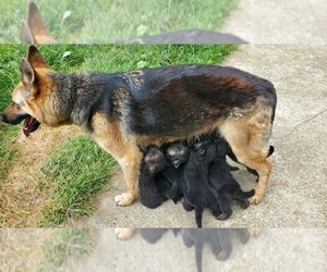 Mother of the German Shepherd Dog puppies born on 04/28/2024